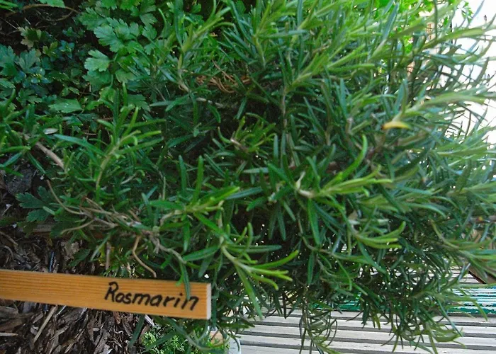 4 Person On A In Apartament Fanø